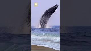 AMAZING MOMENT!! Giant Humpback Whale Jumps and Hits the Water #animals #foryou #humpbackwhale