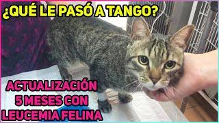 Leucemia Felina: Actualización 5 Meses ¿Cómo están Tango y Max? - SiamCatChannel