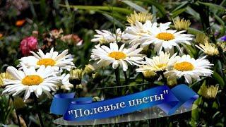 ВОЛШЕБСТВО ЛЕТНЕГО ЛУГА, полевые цветы и травы.Kрасивая природа.The most pleasant video Wildflowers.