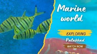 Exploring palakkad Marine World | biggest aquarium in Palakkad | Underwater Tunnel Aquarium