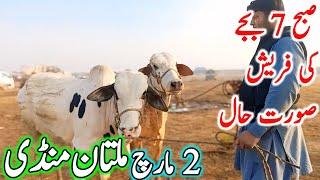 Multan Cow Mandi Fresh Latest Update Video | Cholistani Ablk Nukre Sahiwal Bachre | Cow Mandi 2024