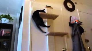 SmartCat Multi Level Cat Climber Review