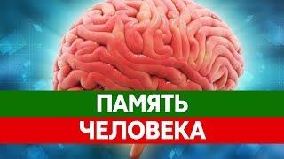 Как работает ПАМЯТЬ ЧЕЛОВЕКА. Как вспомнить забытое? Изучение памяти.