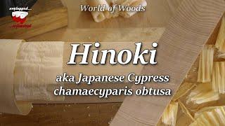 Hinoki / Japanese Cypress (chamaecyparis obtusa)