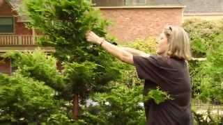 How To Prune a Hinoki Cypress - Video Tutorials with Plant Amnesty