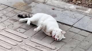 A Stray Cat Hit by a Car Lies in Agony on the Road, Convulsing, Until a Savior Arrives Just in Time.