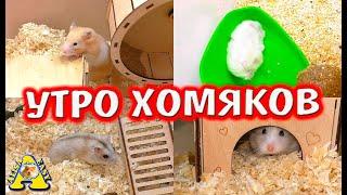 Хомяк Фанта психанула / Утро моих хомяков / Алиса Изи Петс / Alisa Easy Pets