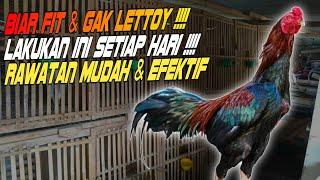 Tips perawatan ayam jenggeran: Pola rawat pakan & asupan tambahan agar ayam sehat