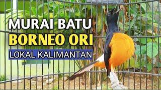 Bikin Murai lain EMOSI!! ~ AKSI murai batu BORNEO ori Hutan KALIMANTAN