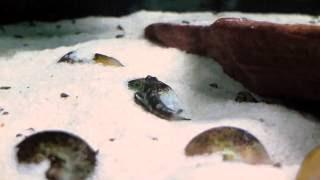 Lamprologus meleagris (stappersi) - small male, big fmale - Tanganyika shell dwellers - Muszlowce.pl