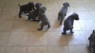 Cane Corso Puppies at 6 weeks old - Puppy Socialization