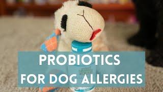 Probiotics to Stop Itching in Dog Allergies