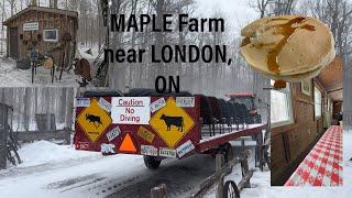 Maple Syrup Season 2025 : Visiting a Real Maple Farm in Ontario !!