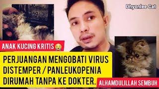 CARA MENGOBATI VIRUS PANLEUKOPENIA KUCING / DISTEMPER KUCING | Pengobatan panleukopenia dirumah