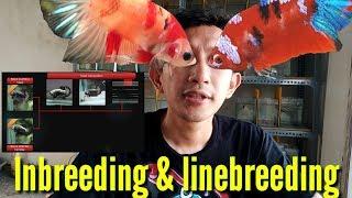 BETTA ABOUT LINEBREEDING AND INBREEDING