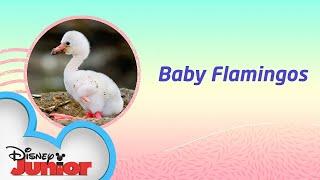 Baby Flamingos! | Disney Animals Special Delivery with T.O.T.S. | Disney Junior