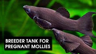 Make a Breeder Tank for Mollies | DIY