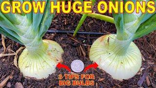 Your Onions Will LOVE You For This: 3 Tips To Grow GIANT Onion Bulbs!