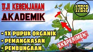 EKSPERIMEN‼️uji kegenjahan anggur akademik dengan satu kali pemberian pupuk organik‼️