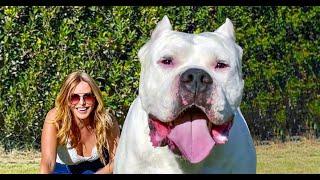 THE DOGO ARGENTINO DOG  - DANGEROUS & BANNED?