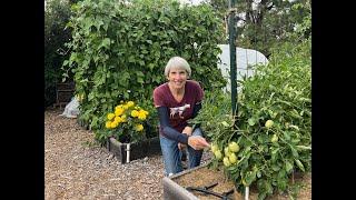 Vegetable Garden Rebound! Susan's in the Garden (2024) #31