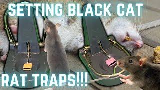 Black Cat Rat Trap setting. How to set Black Cat rat traps & how to bait traps for best results!