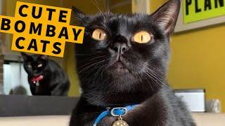 Cute Bombay Cats & Compilation! - Black Cat Breeds And Behavior | Master Gorilla