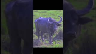 Wildlife_sanctuary_photographs_album#KazirangaNationalPark_#hiruvideo . please subscribe my chanel