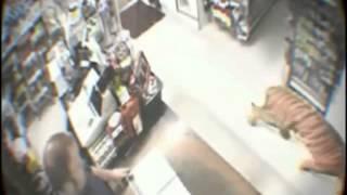 Tiger enters store and scares everyone