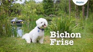 Bichon Frise Breed Information: Temperament, Lifespan & more | Petplan