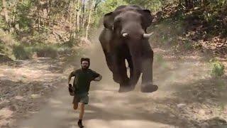 Why You should Know this Before Your Safari Tour! (This is why elephants Attack Safari tourists)