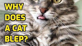 Why Do Cats Sometimes Stick Out Their Tongues?