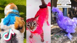 Pet Dye TikTok Compilation  (Wins/Fails) 