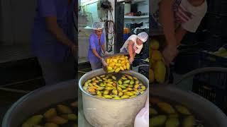 आमरस केसे बनता है? | Bulk Making of Aamras/Fresh Mango Ras #aamras #factory #freshmango #mangojuice