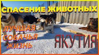 Едем в приют для собак, спасение бездомных животных в Якутии