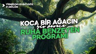 KOCA BİR AĞACIN BİR DERECE RUHA BENZEYEN PROĞRAMI! | YİRMİDOKUZUNCUSÖZ - 31.BÖLÜM