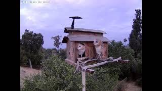 #OwletFinley in Front, Paulie in Doorway.  Owl Box OSC - 6/6/23 - 5:19 am