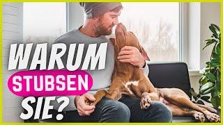 Stupst dein Hund dich mit der Nase an? DAS heißt es wirklich