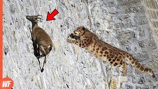 Leopard Attacks Goat and Quickly Pays the Price