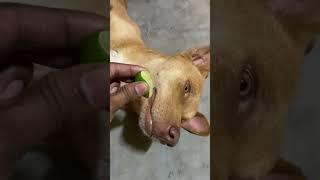 My dog ate lemon  see the REACTION #shorts #short