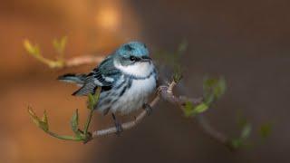 Birds of Canada