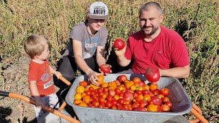 собираем урожай) арбузы , помидоры!