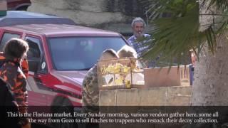 Illegal trade of finches in Malta