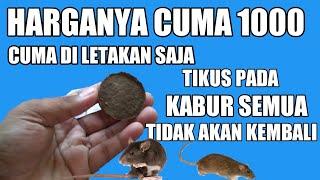 BARU TAU TERNYATA INI BISA MENGUSIR TIKUS