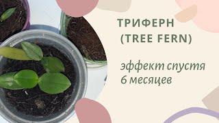 Триферн Tree Fern субстрат для орхидей. Эффект спустя 6 месяцев.