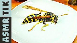 STUNG by a YELLOW JACKET! ASMR Dinner! Eating sounds! No talk! Kluna  Tik Style