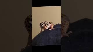 [fast leopard gecko edit] #gecko #edit