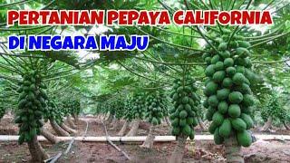 PERTANIAN PEPAYA CALIFORNIA MODERN DI NEGARA MAJU || AGROPEDIA