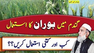 How to use Boron in Wheat Crop | Crop Reformer