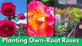 Planting Own Root Roses vs Grafted